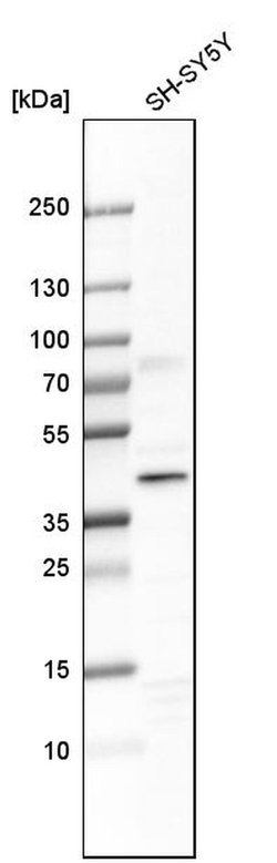 Invitrogen DCAF7 Polyclonal Antibody 100 &mu;L; Unconjugated:Antibodies,