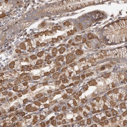 Invitrogen FAM221B Polyclonal Antibody 100 &mu;L; Unconjugated:Antibodies,
