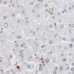 Invitrogen WRAP53 Polyclonal Antibody 100 &mu;L; Unconjugated:Antibodies,