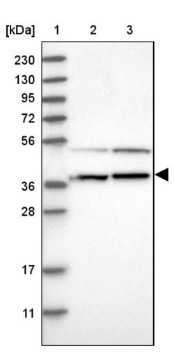Invitrogen RNMTL1 Polyclonal Antibody 100 &mu;L; Unconjugated:Antibodies,