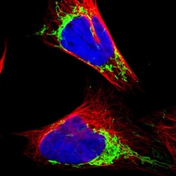 Invitrogen MRPL12 Polyclonal Antibody 100 &mu;L; Unconjugated:Antibodies,
