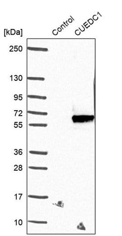 Invitrogen CUEDC1 Polyclonal Antibody 100 &mu;L | Buy Online | Invitrogen&trade; | Fisher Scientific