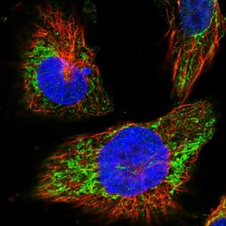 Invitrogen MRPL38 Polyclonal Antibody 100 &mu;L; Unconjugated:Antibodies,