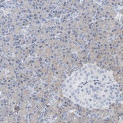Invitrogen ADHFE1 Polyclonal Antibody 100 &mu;L; Unconjugated:Antibodies,