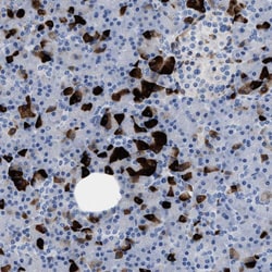 Invitrogen SLN13 Polyclonal Antibody 100 &mu;L; Unconjugated:Antibodies,
