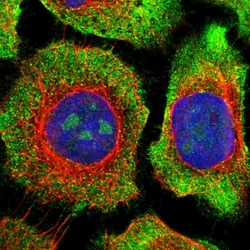 Invitrogen ZNF800 Polyclonal Antibody 100 &mu;L; Unconjugated:Antibodies,