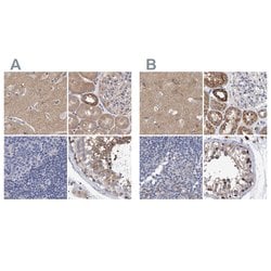 Invitrogen EFR3A Polyclonal Antibody 100 &mu;L; Unconjugated:Antibodies,