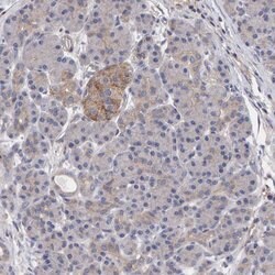 Invitrogen EFR3A Polyclonal Antibody 100 &mu;L; Unconjugated:Antibodies,