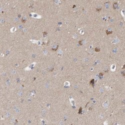 Invitrogen EFR3A Polyclonal Antibody 100 &mu;L; Unconjugated:Antibodies,