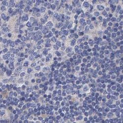 Invitrogen EFR3A Polyclonal Antibody 100 &mu;L; Unconjugated:Antibodies,