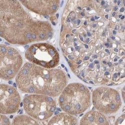 Invitrogen EFR3A Polyclonal Antibody 100 &mu;L; Unconjugated:Antibodies,