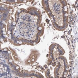 Invitrogen EFR3A Polyclonal Antibody 100 &mu;L; Unconjugated:Antibodies,