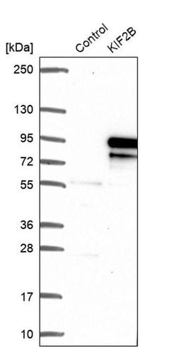Invitrogen KIF2B Polyclonal Antibody 100 &mu;L; Unconjugated:Antibodies,
