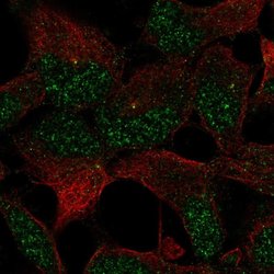 Invitrogen ZNF677 Polyclonal Antibody 100 &mu;L; Unconjugated:Antibodies,