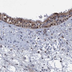 Invitrogen ZNF677 Polyclonal Antibody 100 &mu;L; Unconjugated:Antibodies,