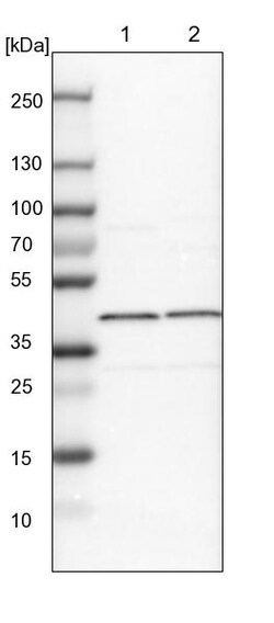 Invitrogen eIF3h Polyclonal Antibody 100 &mu;L; Unconjugated:Anticuerpos
