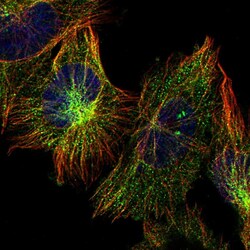 Invitrogen PSMD12 Polyclonal Antibody 100 &mu;L; Unconjugated:Antibodies,