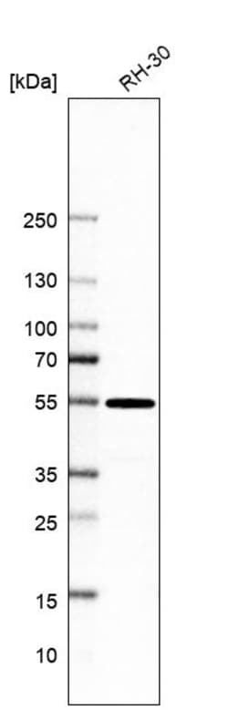 Invitrogen PSMD12 Polyclonal Antibody 100 &mu;L; Unconjugated:Antibodies,