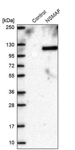 Invitrogen FAN Polyclonal Antibody 100 &mu;L; Unconjugated:Antibodies,