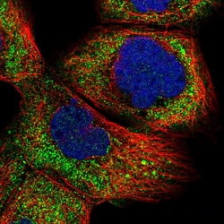 Invitrogen R3HCC1 Polyclonal Antibody 100 &mu;L; Unconjugated:Antibodies,