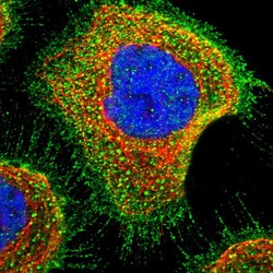 Invitrogen SLC45A4 Polyclonal Antibody 100 &mu;L; Unconjugated:Antibodies,