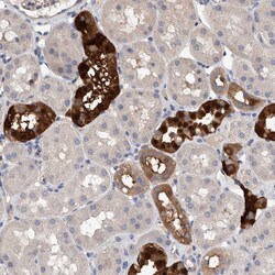Invitrogen SLC45A4 Polyclonal Antibody 100 &mu;L; Unconjugated:Antibodies,