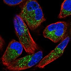 Invitrogen ZNF624 Polyclonal Antibody 100 &mu;L; Unconjugated:Antibodies,