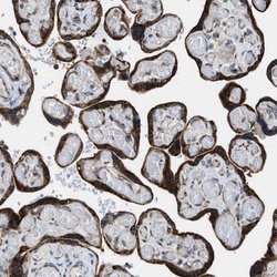 Invitrogen SLC38A10 Polyclonal Antibody 100 &mu;L; Unconjugated:Antibodies,