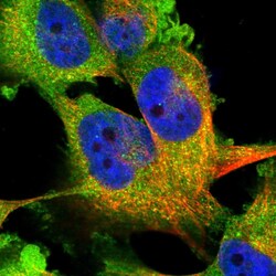 Invitrogen WWP1 Polyclonal Antibody 100 &mu;L; Unconjugated:Antibodies,