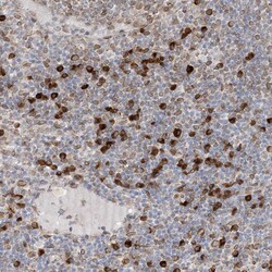 Invitrogen WWP1 Polyclonal Antibody 100 &mu;L; Unconjugated:Antibodies,