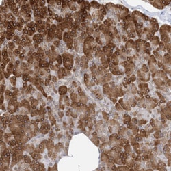 Invitrogen WWP1 Polyclonal Antibody 100 &mu;L; Unconjugated:Antibodies,