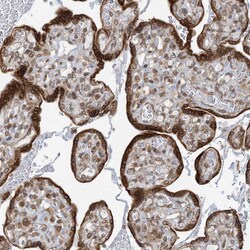 Invitrogen WWP1 Polyclonal Antibody 100 &mu;L; Unconjugated:Antibodies,