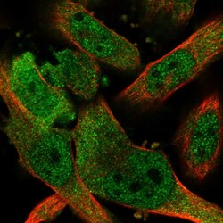 Invitrogen PNPO Polyclonal Antibody 100 &mu;L; Unconjugated:Antibodies,