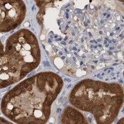 Invitrogen PNPO Polyclonal Antibody 100 &mu;L; Unconjugated:Antibodies,