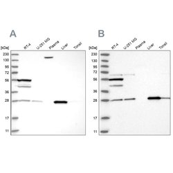 Invitrogen PNPO Polyclonal Antibody 100 &mu;L; Unconjugated:Antibodies,