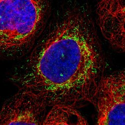 Invitrogen GRPEL2 Polyclonal Antibody 100 &mu;L; Unconjugated:Antibodies,