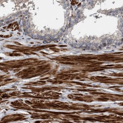 Invitrogen GRPEL2 Polyclonal Antibody 100 &mu;L; Unconjugated:Antibodies,