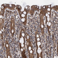 Invitrogen GRPEL2 Polyclonal Antibody 100 &mu;L; Unconjugated:Antibodies,