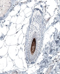 Invitrogen VSIG8 Polyclonal Antibody 100 &mu;L; Unconjugated:Antibodies,