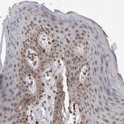 Invitrogen VSIG8 Polyclonal Antibody 100 &mu;L; Unconjugated:Antibodies,