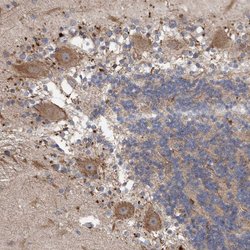 Invitrogen VSIG8 Polyclonal Antibody 100 &mu;L; Unconjugated:Antibodies,