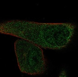 Invitrogen EFCAB13 Polyclonal Antibody 100 &mu;L | Buy Online | Invitrogen&trade; | Fisher Scientific