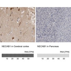Invitrogen NECAB1 Polyclonal Antibody 100 &mu;L; Unconjugated:Antibodies,