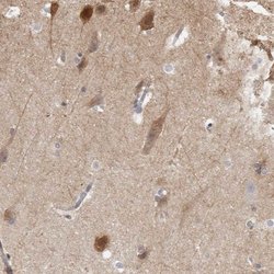 Invitrogen NECAB1 Polyclonal Antibody 100 &mu;L; Unconjugated:Antibodies,