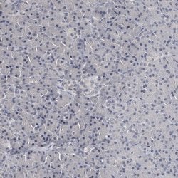 Invitrogen NECAB1 Polyclonal Antibody 100 &mu;L; Unconjugated:Antibodies,