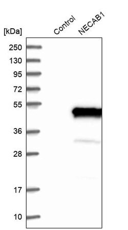 Invitrogen NECAB1 Polyclonal Antibody 100 &mu;L; Unconjugated:Antibodies,