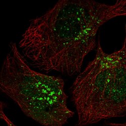 Invitrogen CCDC25 Polyclonal Antibody 100 &mu;L; Unconjugated:Antibodies,