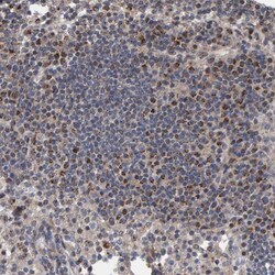 Invitrogen CCDC25 Polyclonal Antibody 100 &mu;L; Unconjugated:Antibodies,