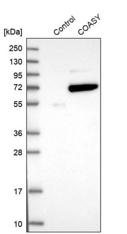 Invitrogen CoA Synthase Polyclonal Antibody 100 &mu;L; Unconjugated:Antibodies,