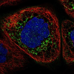 Invitrogen ALDH7A1 Polyclonal Antibody 100 &mu;L; Unconjugated:Antibodies,